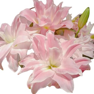 �ٺ��r�����l�����ػ�ֱ�l���^�r�л����ͶYˮ�B�廨һ�����l�羳