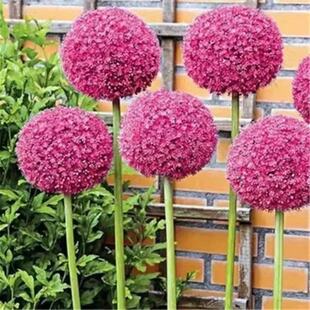 Wholesale Perennial Florals and Green Plants Potted Courtyard Ground Garden Plants Florals Cold-Resistant and Frost-Resistant Easy to Live