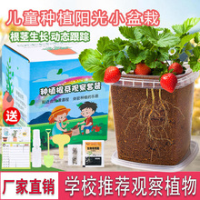 儿童盆栽小学生植物科学种植生长发芽观察盒幼儿园创意礼物植树节