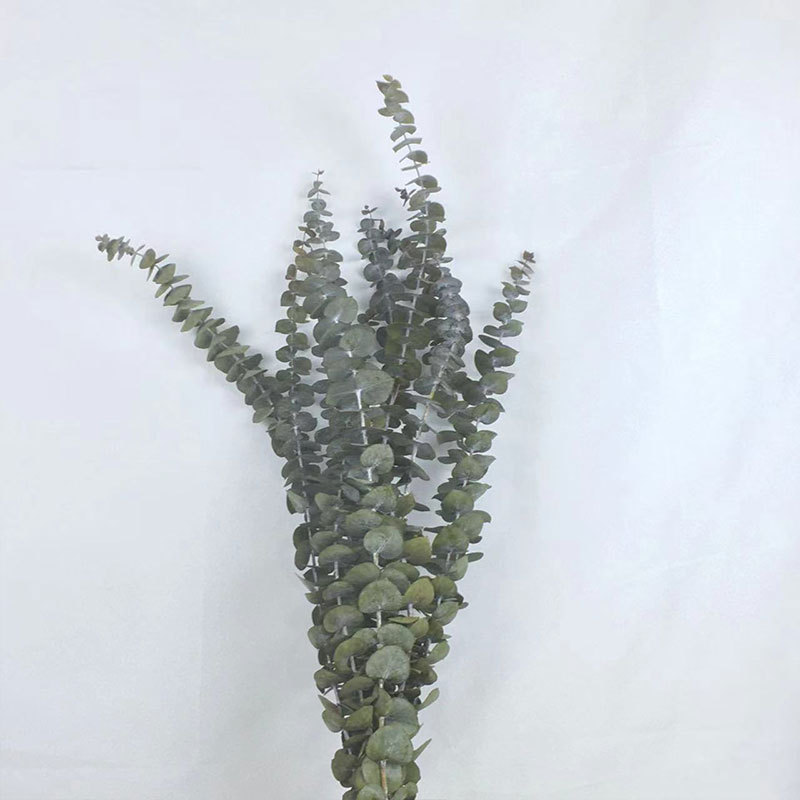 라이트 그린 45CM (10개입 1다발)