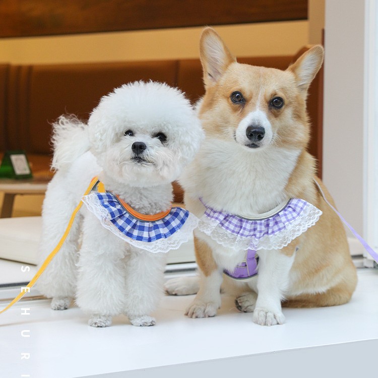 애완동물 턱받이, 고양이 산책용 로프, 이탈 방지 견인 로프, 소형견 하네스, 테디 비숑 개 목줄, 고양이와 개 산책용 귀여운