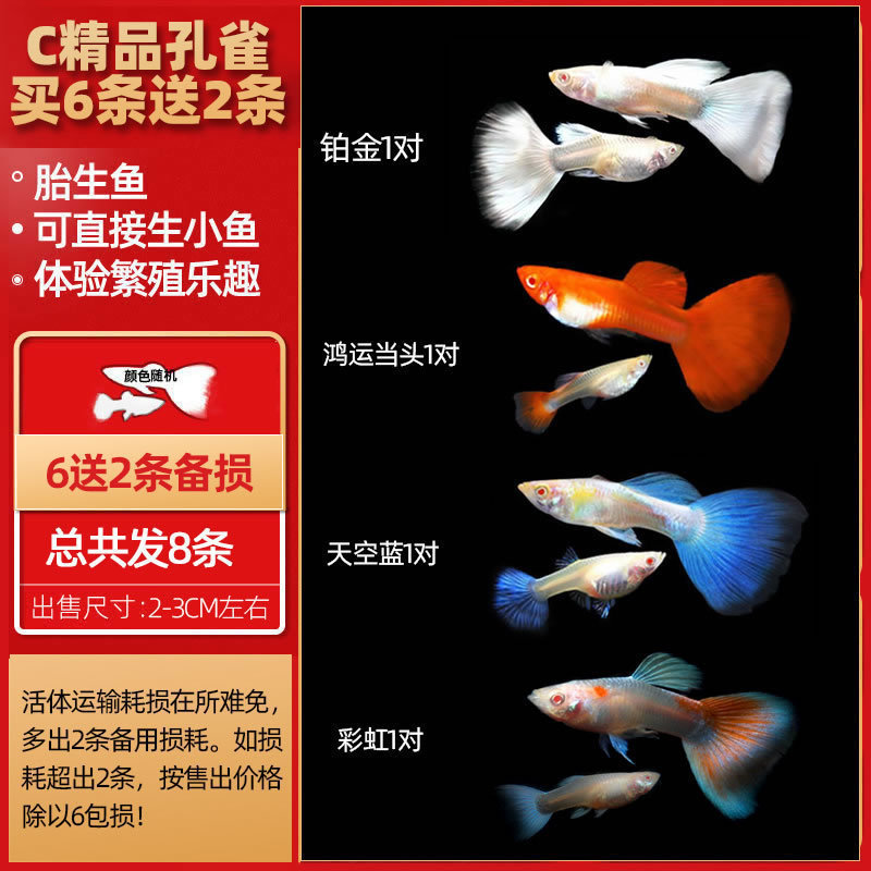 孔雀鱼热带鱼小型活体观赏鱼凤尾鱼冷水好养耐活耐养金鱼斑马活鱼|undefined