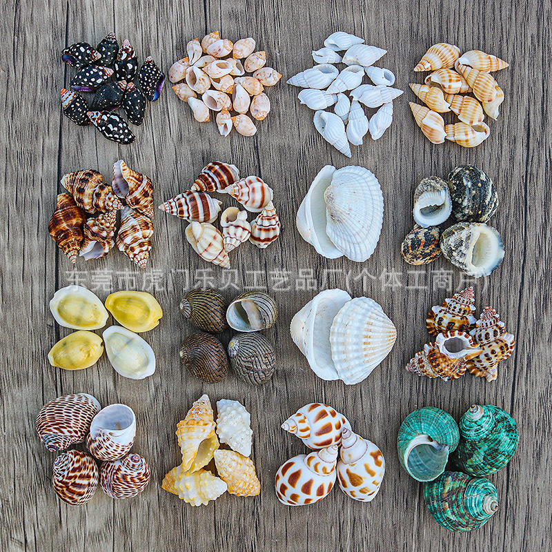 Concha Daquan natural con cera de pescado, materiales decorativos mediterráneos DIY al por mayor