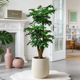 花盆装饰;装饰花瓶;花盆容器