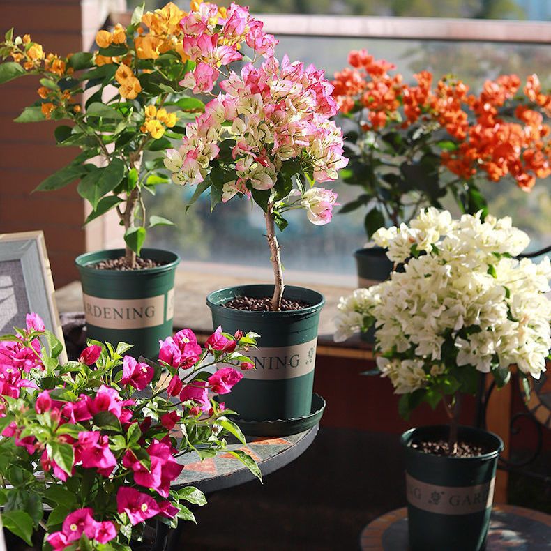 勤花三角梅树苗老桩耐寒爬藤植物重瓣四季开花盆栽庭院观花卉阳台