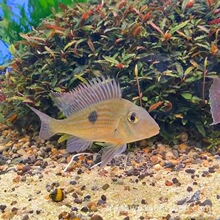 �Ϻ����l˹�S���P���~����ʳ����Ԫ���P���P���Ꭷ�^�p�~