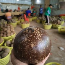 厂家直发椰皇海南椰皇抛光椰子炖盅新鲜老椰子新鲜现货不包邮