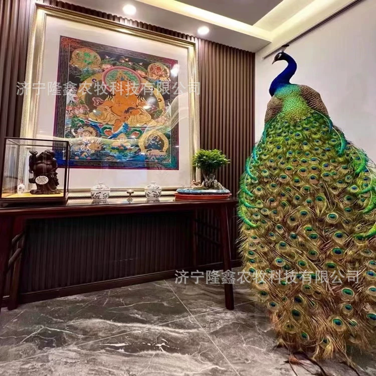 Павлин образец в гостиной