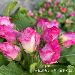 Ornamental Florals Wholesale Primroses, Community Square Greening Flower Sea, New Year's Eve Flower Rentals, Grass Florals, Qingzhou