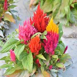 种子;一二年生花卉