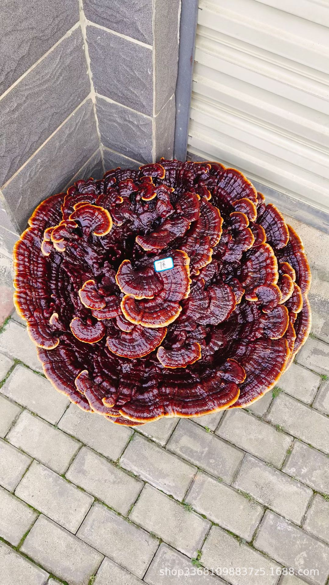 Large Purple Reishi Mushroom Display Piece 95cm Ling Zhi Ornamental Bonsai for Home and Entryway preparation