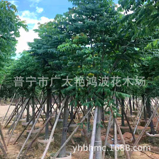 �V�|�Ռ��G�������b����С�^���̆�ľ�G����ľ�@���е����L����
