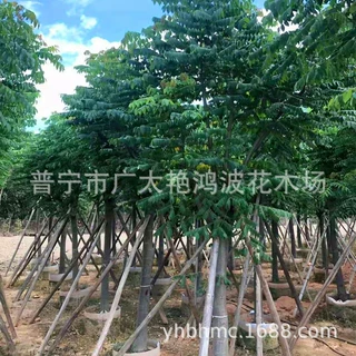 广东普宁艳鸿波袋装树栾树小区工程乔木绿化花木园林行道树风景树