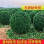 球型耐寒植物庭院黄杨