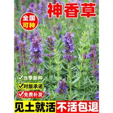 神香草种子籽四季播种开花牛膝草欧洲耐热耐寒庭院香草薄荷种籽子