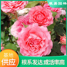 四季浓香型月季珊瑚果冻原盆原土花期带花苞发货灌木藤本盆栽绿植