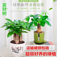 发财树盆栽植物室内客厅绿植小盆景四季常青办公室桌面小盆栽花卉