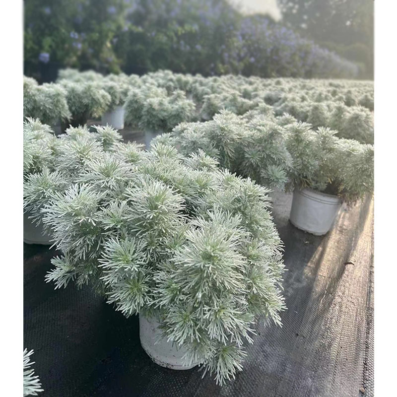 朝雾草14双色盆栽 银叶草花境植物 成都园林工程绿化苗木地被植物