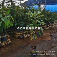 榴莲四季泰国金枕猫山王黑刺榴莲树苗盆栽地栽庭院南北方果树进口
