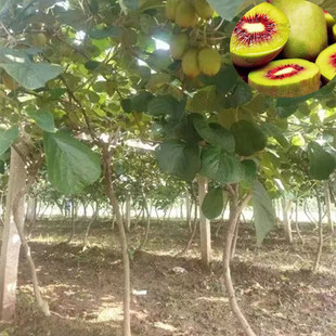 ������ �ؑc�����֫J���Ҙ� ��ľ���l��ُ �J������ �J������