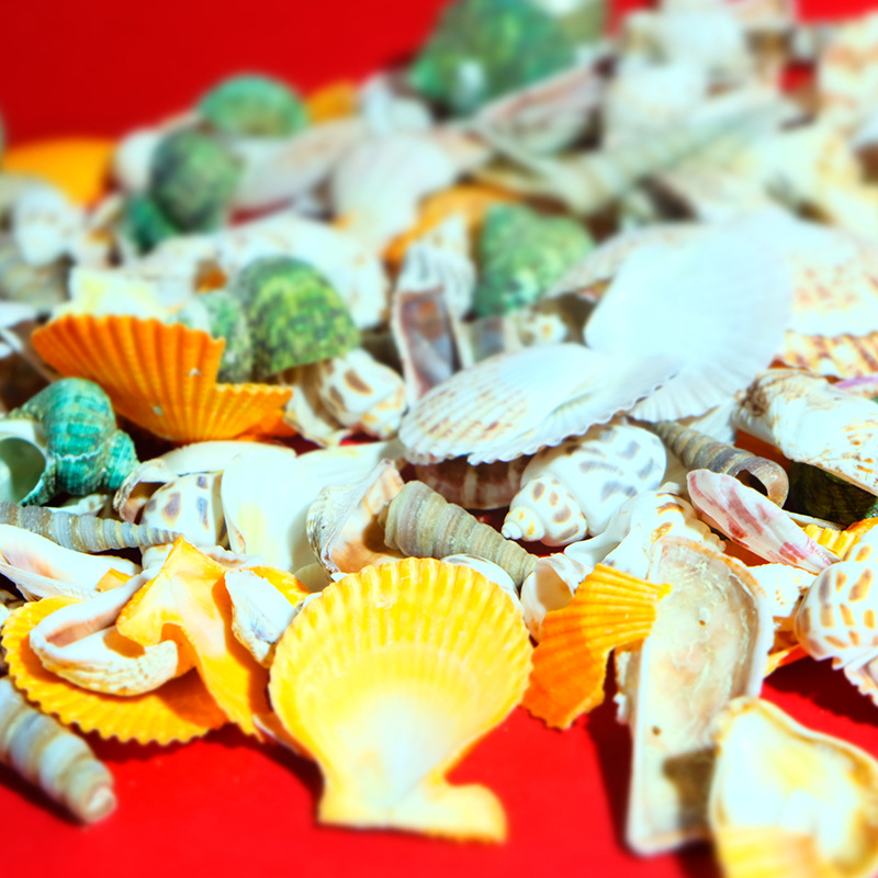 DIY accesorios del tanque de peces conjunto de joyas antiguas paisaje mixto Concha natural Concha tridimensional flor pieza Accesorios