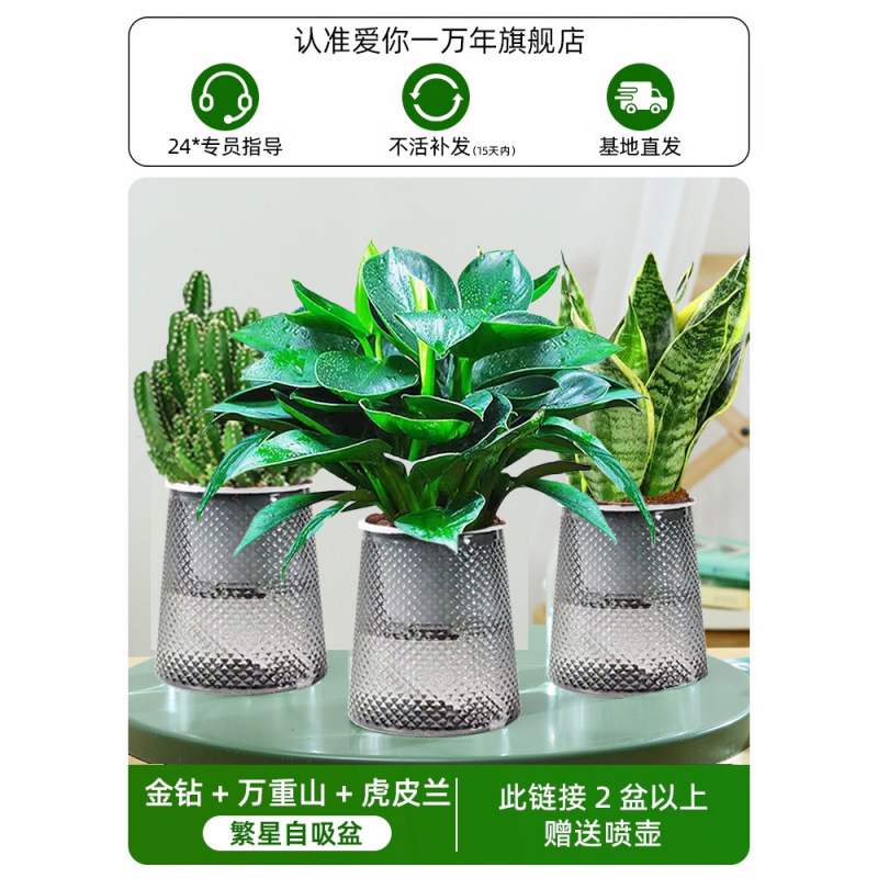 골든 다이아몬드 + 만중산 + 호랑이 난초(별 3개 분지) + 영양액 + 무료 물뿌리개