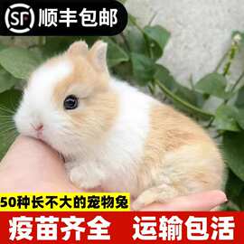 兔子活物长不大迷你侏儒猫猫兔荷兰垂耳小兔活体幼崽家养宿舍宠物