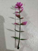 ���滨���� �ȼ����軨�� �����ȼ���С�軨 ˮ��С���廨���