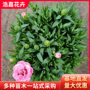 Carnation Hole Potted Seedlings Flower Potted Seedlings Wholesale Aquatic Four-Season Flowering Balcony Plants Courtyard Flower Seedlings