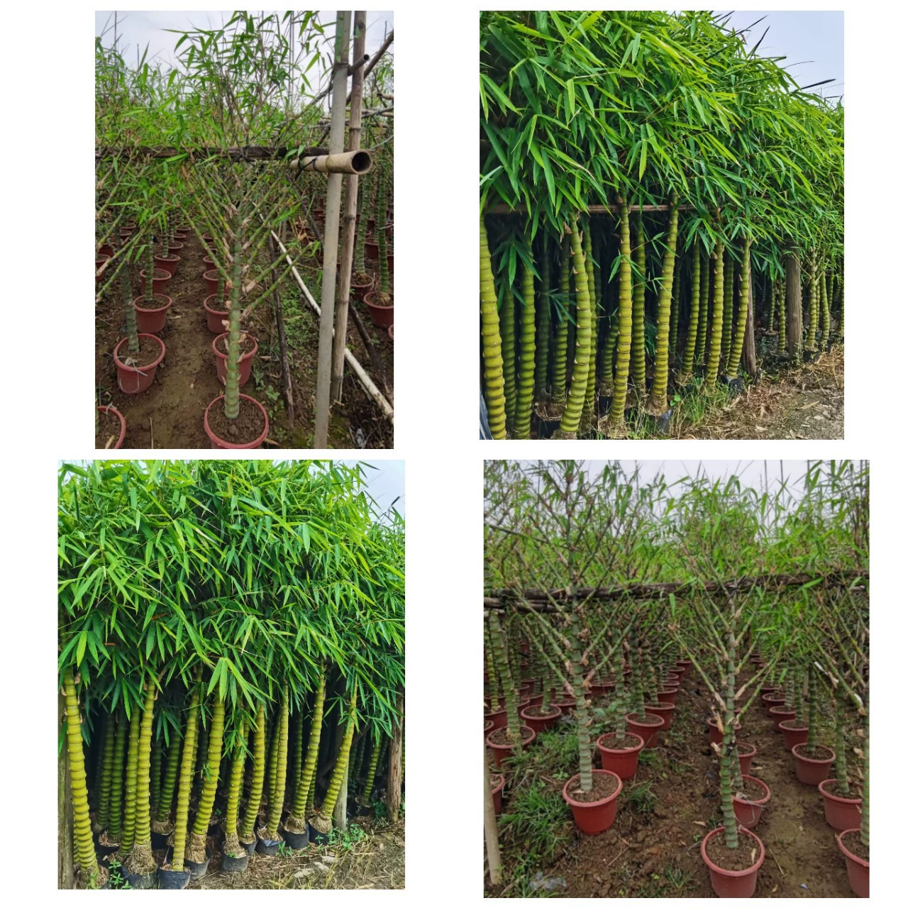 Бамбук живота Будды не содержит бамбука в горшках, инкрустированный золотом нефрит, уличное дерево Фиолетовый бамбуковый саженцы бамбука