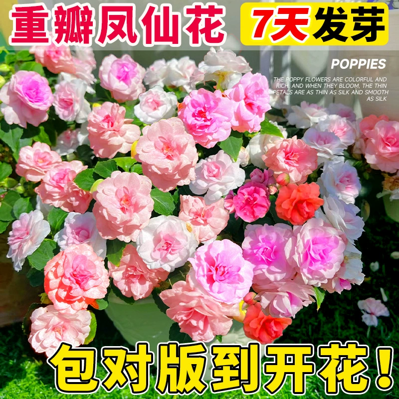 Семена двуцветковой импатиенсы, семена хны, семена подсолнечника для внутреннего и наружного использования, семена для всходов и цветения в четыре сезона.