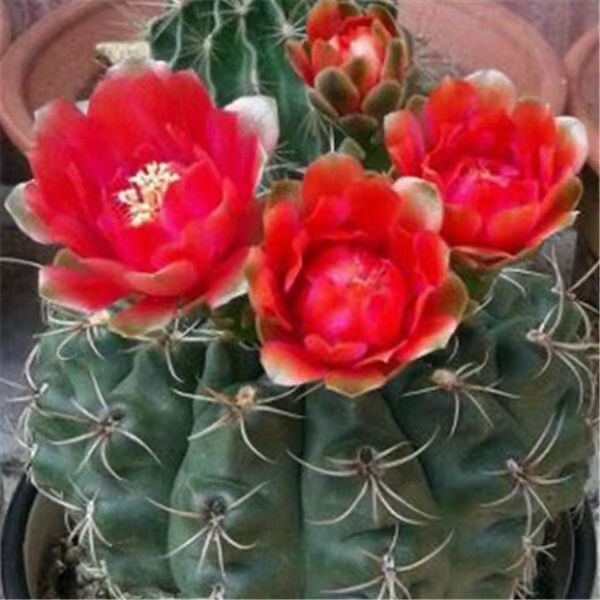 Flor de jade cactus florece en todas las estaciones, embellece el aire, el balcón, la sala de estar, la oficina, las plantas verdes, las flores en macetas