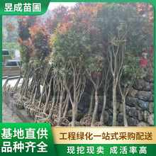 �t���@�־G���^�~ֲ��؏�5-6�������͆�ľ����ֱ�N���l�t����