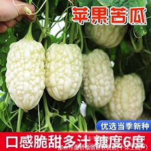 台湾苹果苦瓜种子白绿苹果苦瓜种子水果苦瓜种子蔬菜种子种子大全