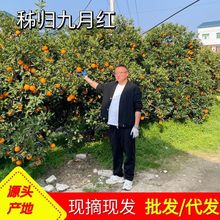 橙子秭归九月红早红脐橙水果手剥橙整箱应当季时令多汁果冻橙批发