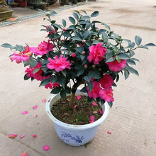 茶梅花苗树小玫瑰茶梅球财神朝仓茶花盆栽盆景四季开带苞庭院绿化