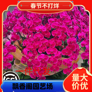 һ�����l�����m���Ԏ������������m�����绨��ֲ���҃Ȼ��͏d�ļ�