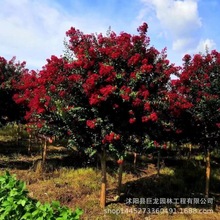 ľtޱ ޱ С~ޱƷNRȫr