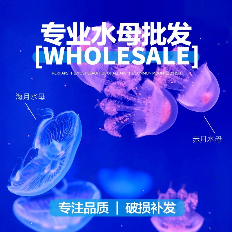 Море Луна Красная Луна Медуза Живая Оптовая Живая Маленькое Домашнее Животное Живая Аквариум Марикультура Мини Медуза