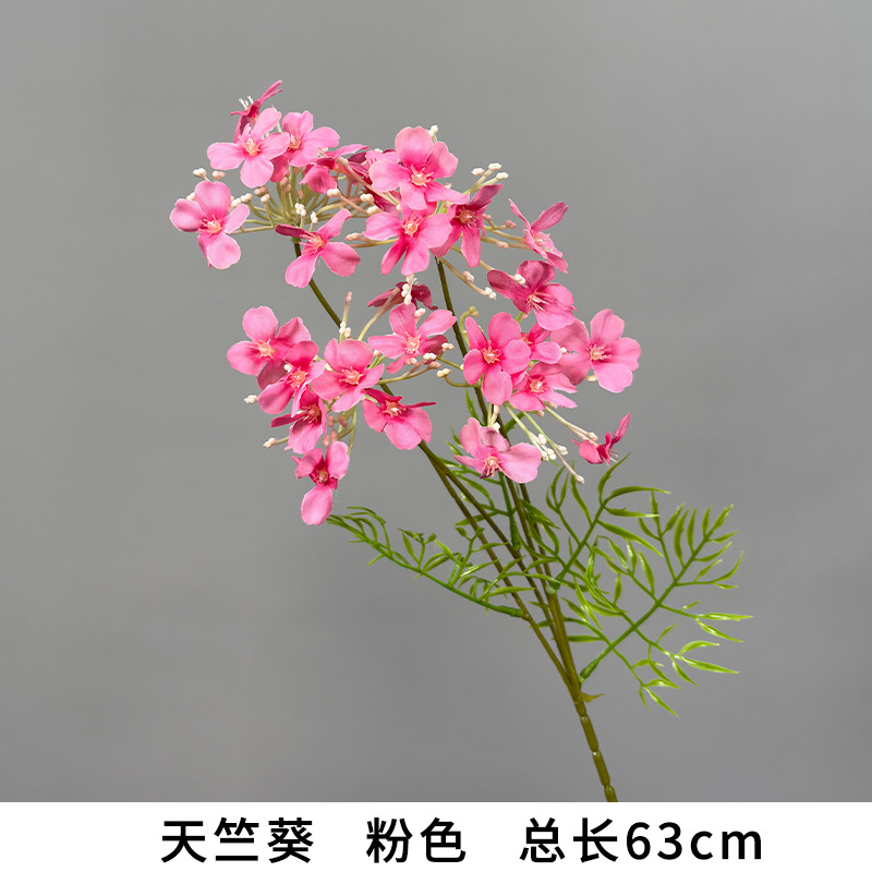 Geranium "new arrival recommendation"