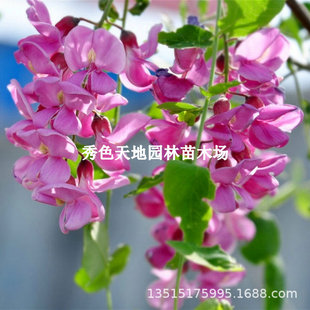 Wisteria Flower Seedlings Climbing Vines Multi-Flowered Purple Wisteria Saplings Balcony Potted Green Plants Courtyard Climbing Cold-Resistant Four-Season Blooming