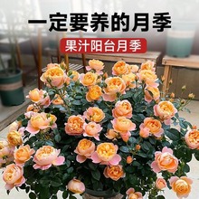 果汁阳台月季花苗灌木大花盆栽室内汁阳台多头玫瑰花苗