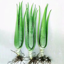 �������J�C����Ժ�J�C�����Զ���ֲ���ļ����G����ʳ�þGֲ���B��