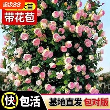 2Nޱٱ¼ֲ̨ļ_¼ذͺ