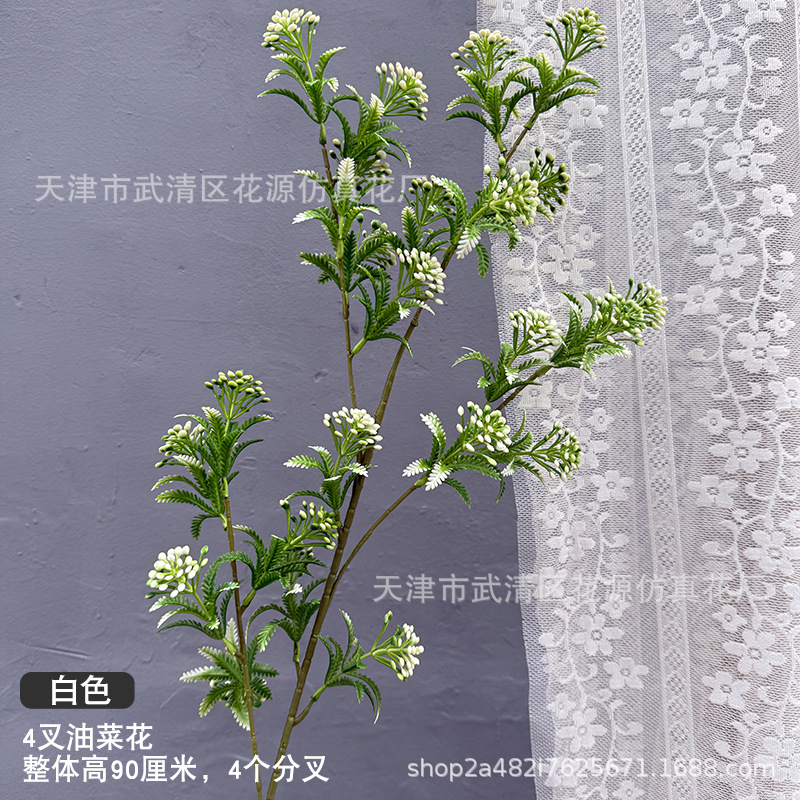 4갈래 유채꽃 - 흰색과 녹색