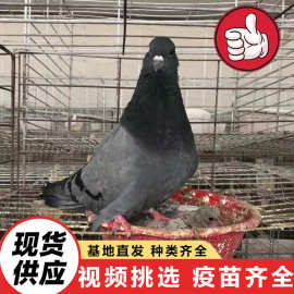 2025种鸽白羽王价格 出售景区公园投喂互动广场鸽 家养肉鸽宠物鸽