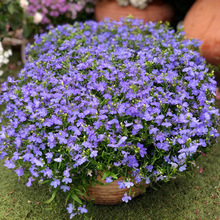 NӰ߅ɏN{ɫļ_ﲥ̨҃׷NN