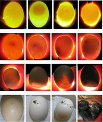 Incubator Egg Warmer with LED Plug-in Egg Lamp for Chickens, Ducks, Geese, Pigeons, Parrots, Birds - White Light & Cold Light