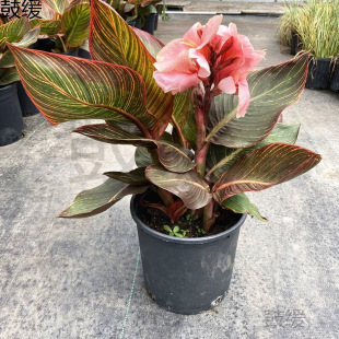 ˽ԻͥԺ̨^ֲR͟ͺȤζt