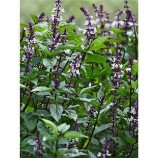 �����_�շN�ӿ�ʳ�þŌ����N�������_���̨�ļ����Խ𲻓Q�����